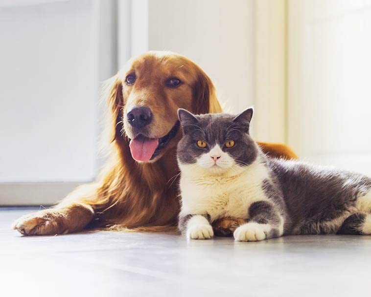 Pets